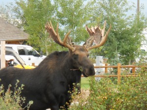 RV moose pictures 9-2-13 021